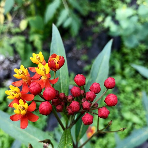 red  flower  blossom