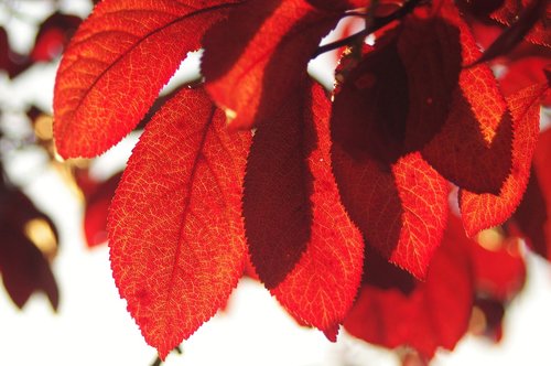 red  leaf  autumn