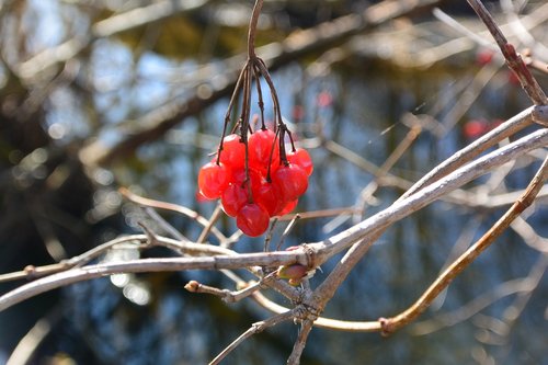 red  nature  landscape