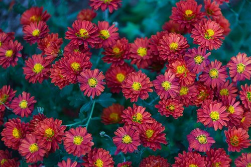 red  red flower  fall flowers