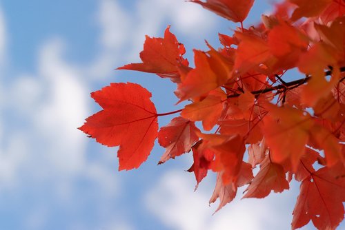 red  leaf  leaves