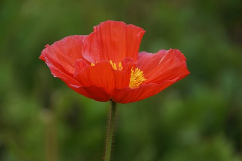 red  flower  poppy