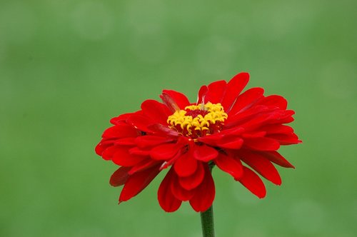 red  flower  bloom