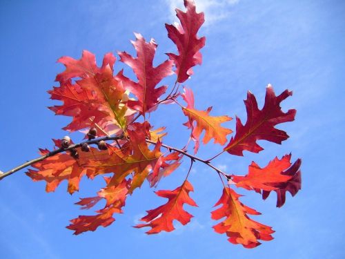 red autumn landscapes