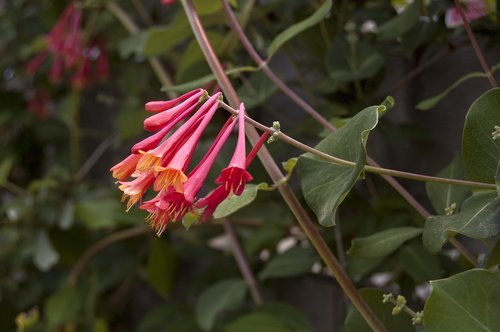 red  coral  flower