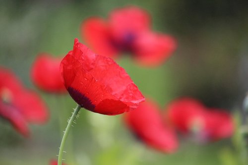 red  poppy  spring