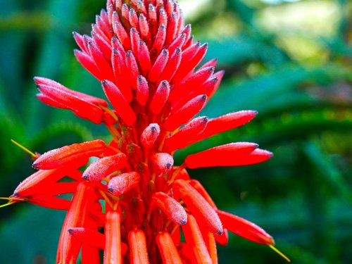 red  nature  blossom