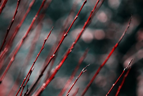 red  branch  nature