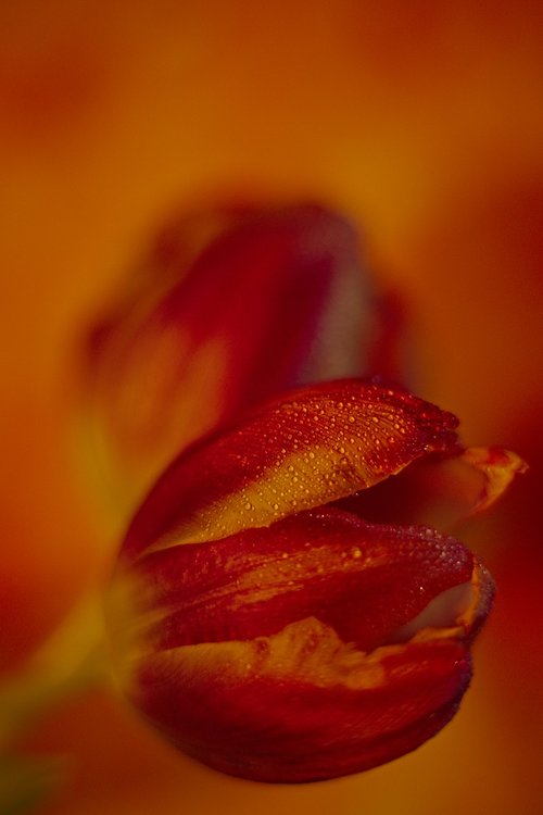 red  orange  tulips