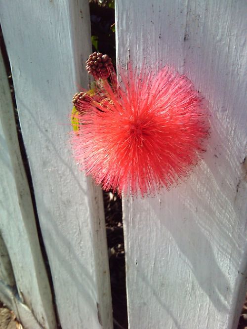 red flower fence