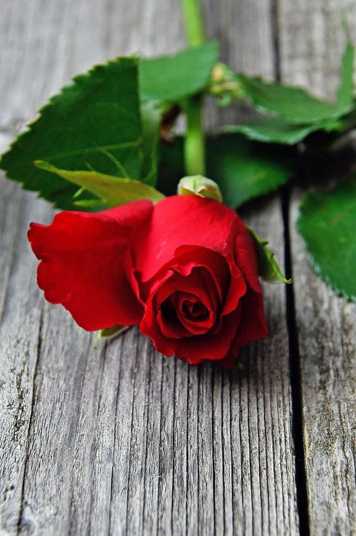 red  red rose  love