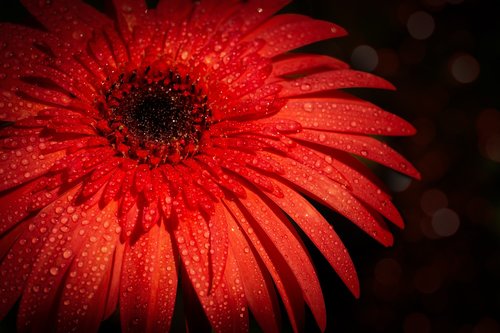 red  daisy  flower