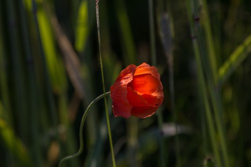 red  poppy  flower