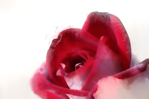 red  rose  love