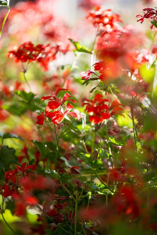 red  flower  color