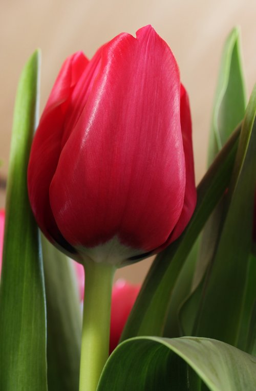 red  tulip  spring