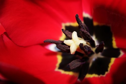 red  close up  tulip