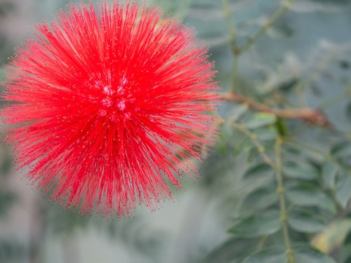 red  flowers  garden