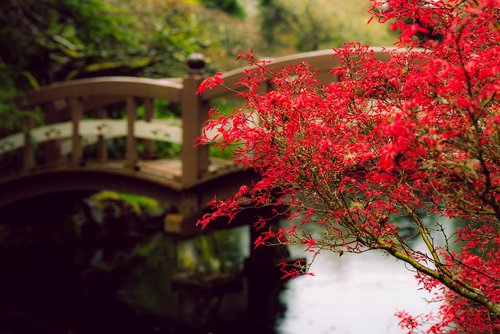 red  maple  rain