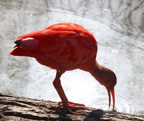 red  ibis  bird