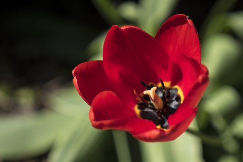 red  flower  flowers