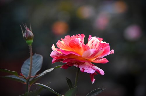 red  rose  flower