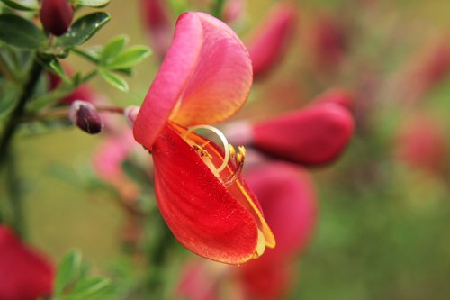 red  cytisus scoparius  scotch broom