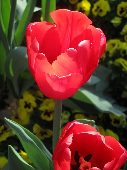 red  spring  tulips