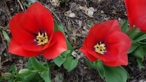 red  tulips  open