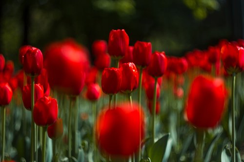 red  tulip  flowers