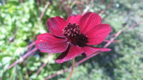 red  cosmos  flower