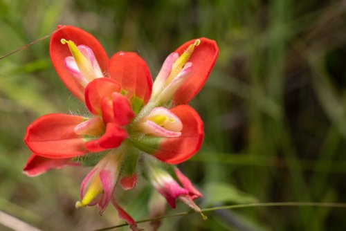 red  flower  nature