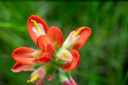 red  flower  nature