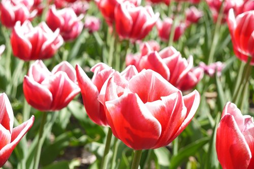 red  tulips  field