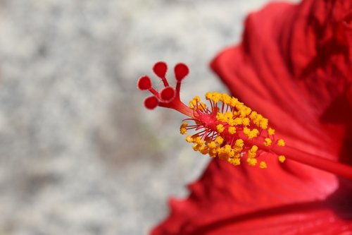 red  flower  petals