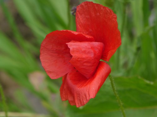red  green  poppy
