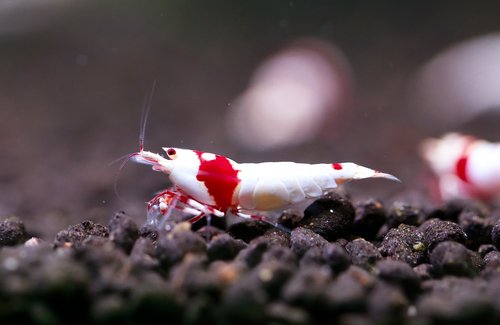 red  ornamental shrimp  crs