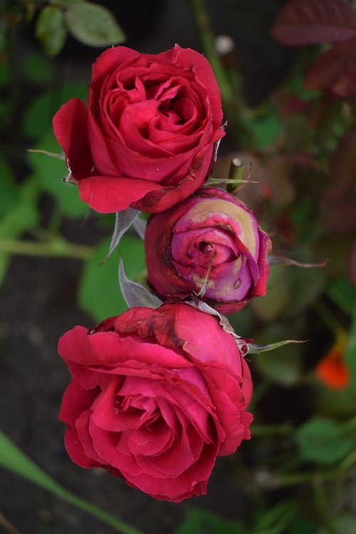 red  roses  flower