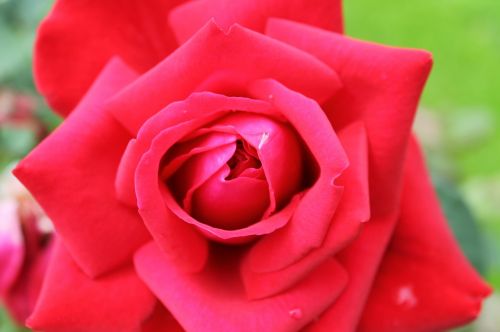 red rose flower