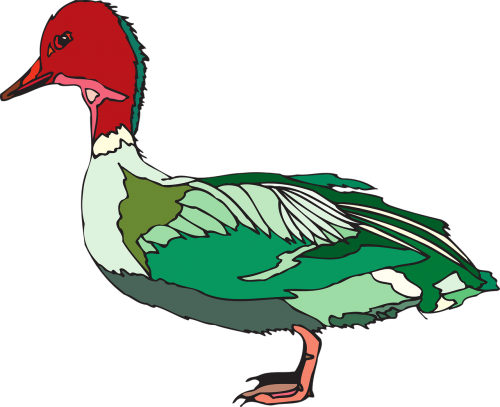 red green bird