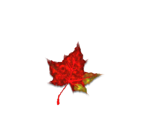 red maple leaf