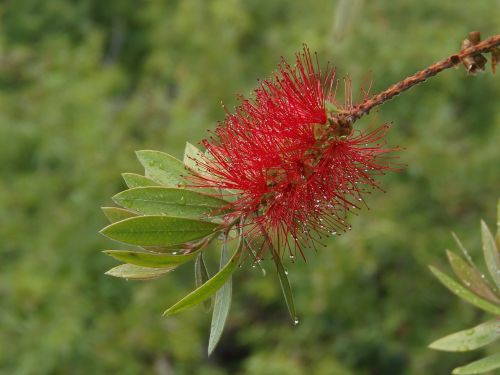 red green flower