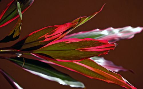 red green leaves