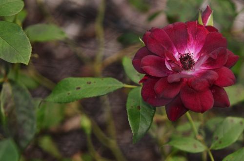 red rose nature