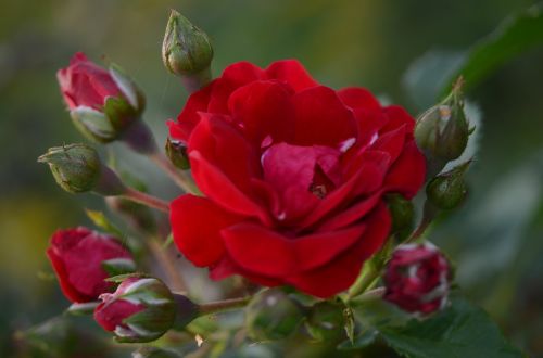 red roses flower