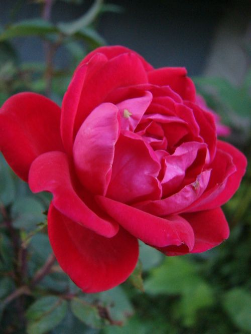 red rose flower