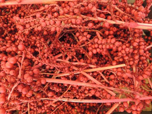 red berries fruit