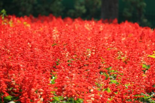 red flower floral