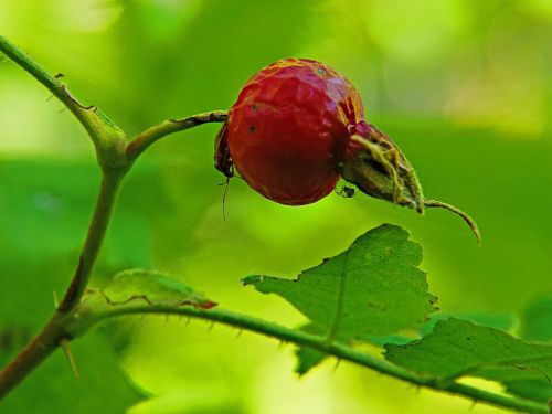 red rose hip bug