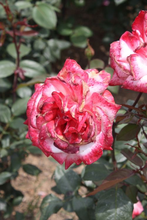 red flowers pretty